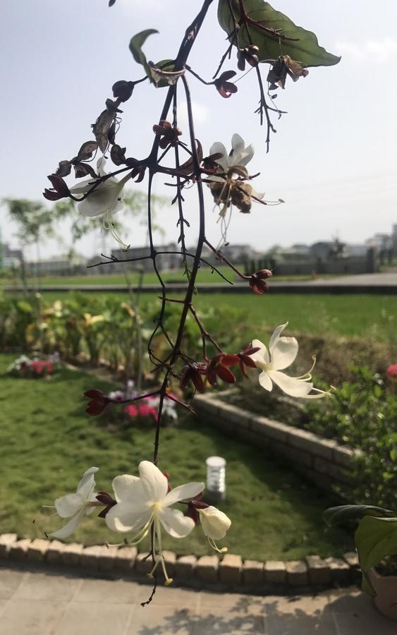Early Summer Luodong Exterior foto